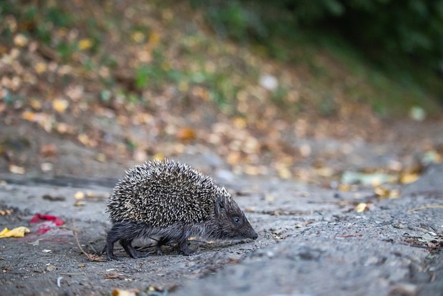 中场球员则 中场球员则